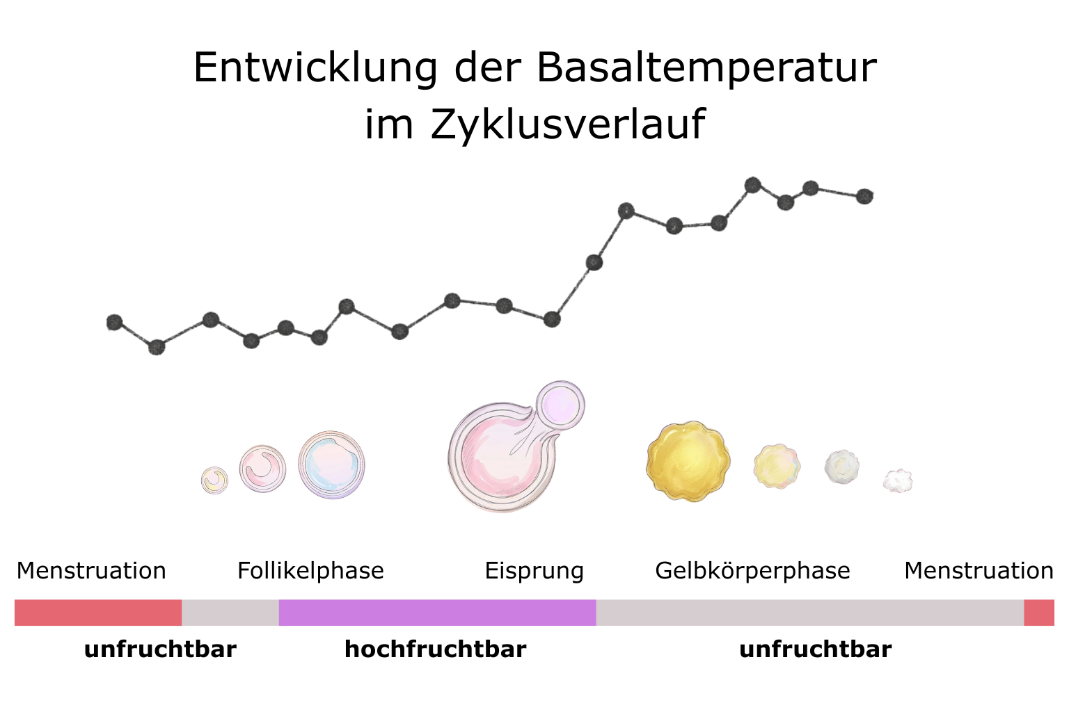 Entwicklung der Basaltemperatur im Zyklusverlauf mit Eisprung